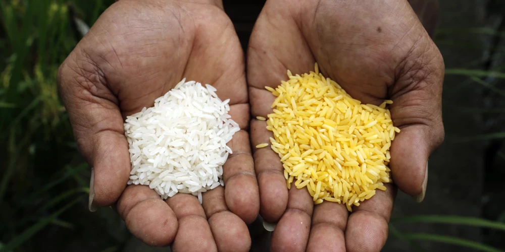 Aktīvisti panāk "zelta rīsu" aizliegšanu Filipīnās - šis lēmums var novest tūkstošiem iedzīvotāju līdz nāvei
