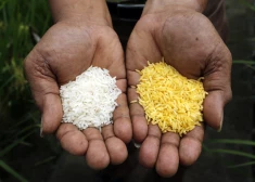 Aktīvisti panāk "zelta rīsu" aizliegšanu Filipīnās - šis lēmums var novest tūkstošiem iedzīvotāju līdz nāvei
