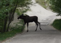 VIDEO: Uzmanīgi uz ceļa! Jaunie aļņi meklē sev jaunas platības. Pieklājīgie šķērso pat gājēju pārejas
