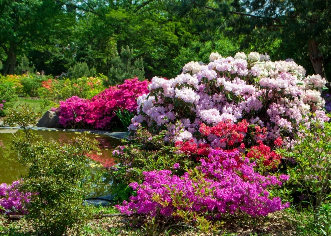 Rīgā “uzdarbojas” rododendru zagle