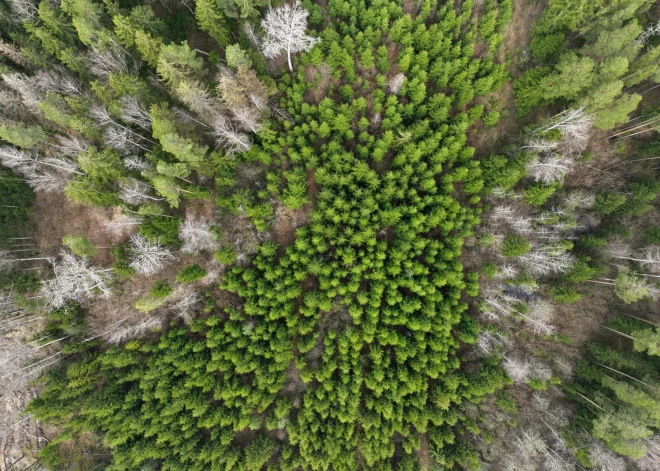 Revidenti: pašvaldības ar to īpašumā esošajiem meža resursiem nerīkojas saimnieciski