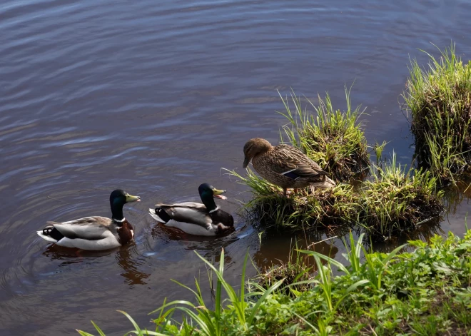 "Satiekas ar peldētāju un mēģina iekļūt viņa ādā," Latvijas ūdenstilpēs parādījušies tropu klimatam raksturīgi parazīti. Ko saka Veselības inspekcija?