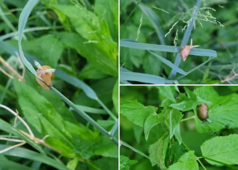 Gliemežu trematode Latvijā ir plaši izplatīta, bet diezgan grūti atrodama.