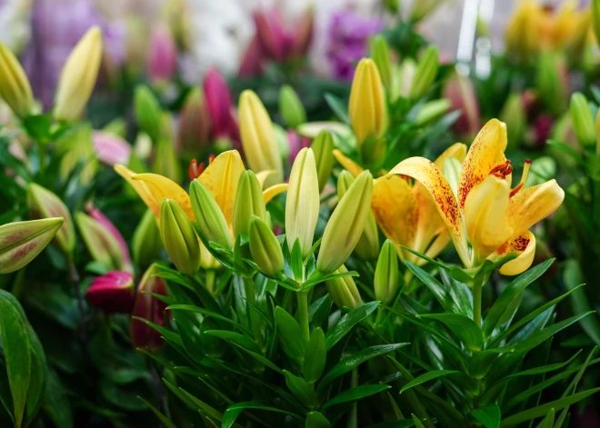 Puķu sīpolu krāpnieki tirgos; Vai sliktu sīpolu iegāde ir pircēju pašu atbildība?