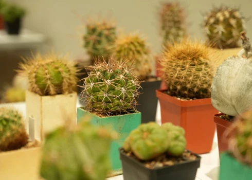 В Музее природы открылась выставка кактусов - можно посмотреть, купить и проконсультироваться
