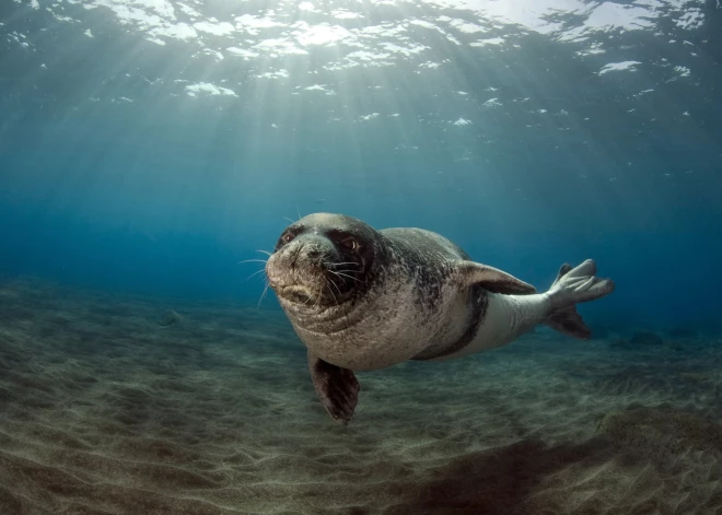 Aizvien aukstākais ūdens saglabājas Rīgas līča piekrastē