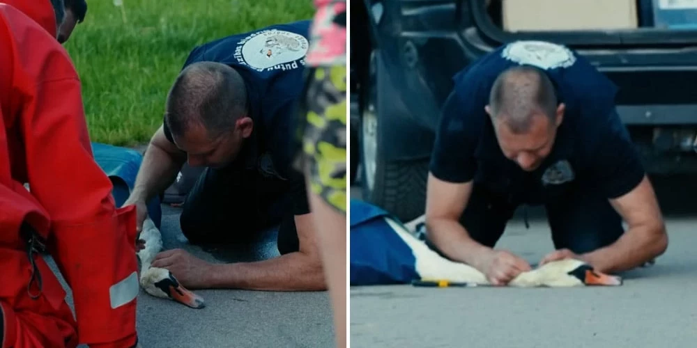 "Drauga spārns" glābējs Edvīns pirmais steidz palīdzēt nelaimē nonākušajam gulbim.