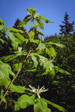 Magnolia tripetala