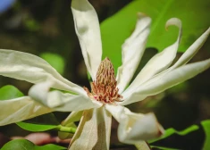 Magnolia tripetala