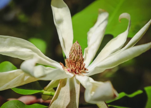 Magnolia tripetala