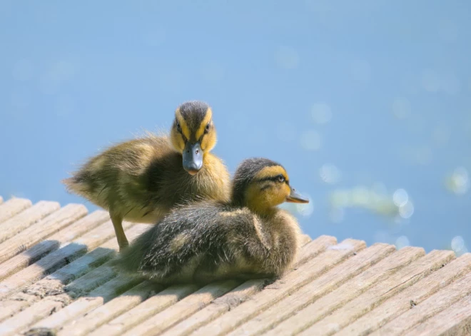 “Cilvēku cietsirdībai un vienaldzībai nav nekādu robežu.”; kāda mamma Mārupē sašutusi par uz gājēju pārejas nobrauktu pīlēnu 