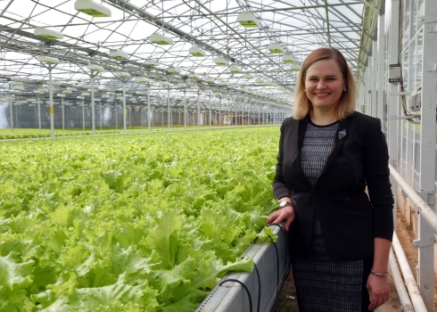 Gāzes cenas un VID iedzen bankrotā dārzeņu audzētāju