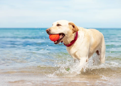 Можно ли в Латвии находиться на пляже с собакой? Если да, то каковы условия?