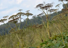 Tukuma pašvaldībā mēģinās ierobežot latvāņa izplatību 20 hektāru platībā 
