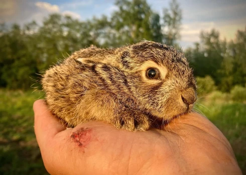 Glābjot zaķēnu no stārķa, Kaspars Goba guvis pat brūci rokā (foto: Kaspars Goba / Facebook)