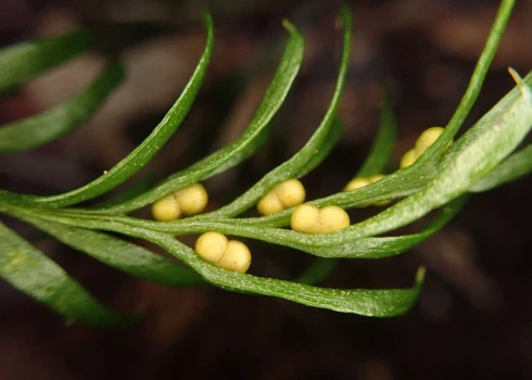 Neparastais rekordists Tmesipteris oblanceolate 