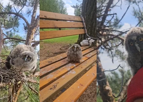 VIDEO: vīrietis izglābj no ligzdas izkritušu pūces mazuli