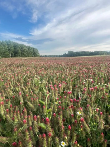 Inkarnāta āboliņa lauks dažu dienu laikā pulcē vairāk kā tūkstoti apmeklētāju.