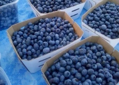 Латвийские производители черники обещают хороший урожай - когда ожидаются первые местные ягоды?