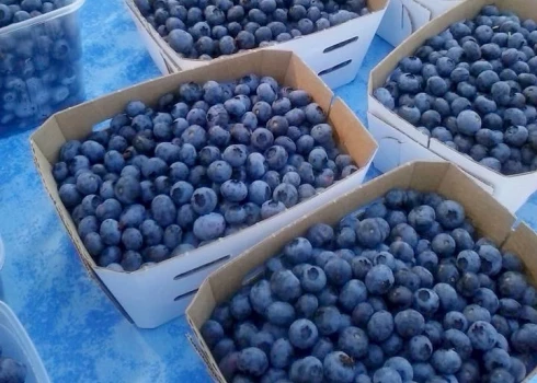 Латвийские производители черники обещают хороший урожай - когда ожидаются первые местные ягоды?