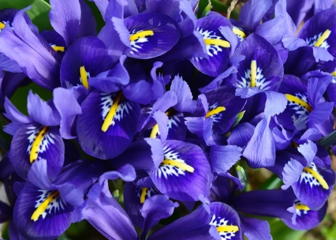 Dabas muzejā būs skatāmas vismaz 100 īrisu šķirnes