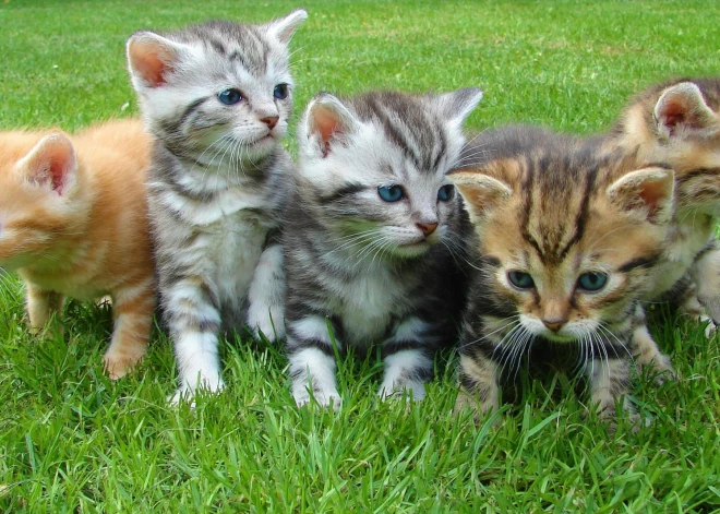 Продать "кота в мешке" будет гораздо сложнее - за содержанием объявлений будет следить ПВС