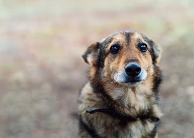 Vīrietim piespriež cietumsodu par bērnu pavešanu un sava suņa seksuālu izmantošanu