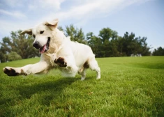 VIDEO: Adoptējot suni no Baltkrievijas, dzīvnieka saimniece saņem sodu no PVD