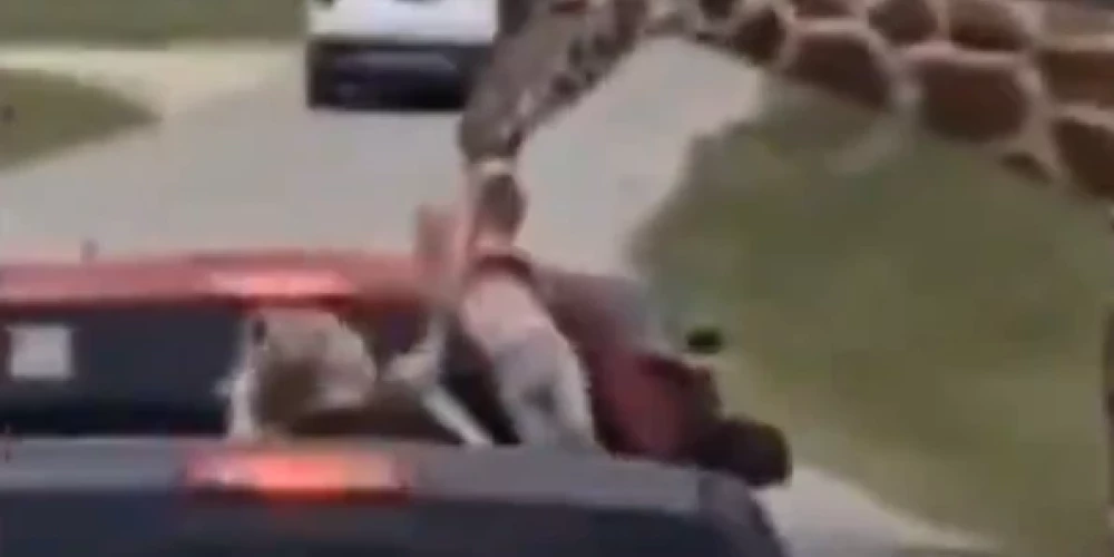 Žirafe mēģina izcelt meitenīti no automašīnas (ekrānuzņēmums no video)