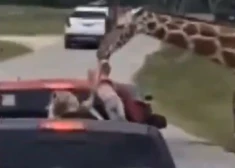 Žirafe mēģina izcelt meitenīti no automašīnas (ekrānuzņēmums no video)