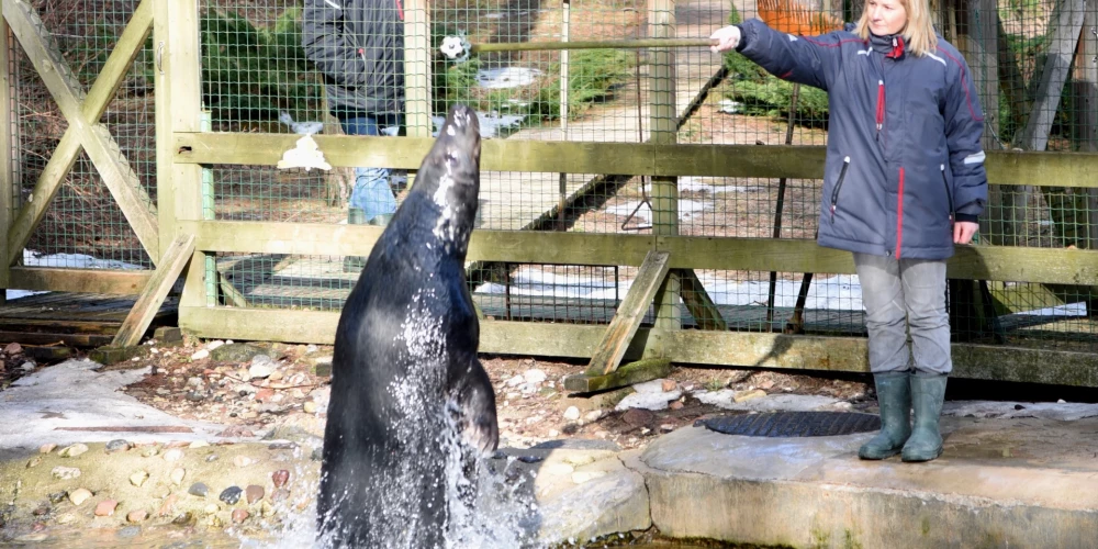 Кормление тюленя в Рижском зоопарке.