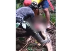 ВИДЕО: в Индонезии пропавшую женщину обнаружили в желудке 6-метрового питона