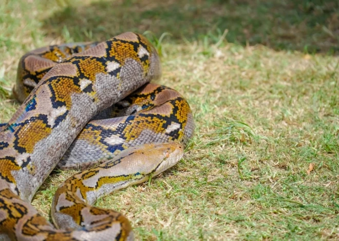 Indonēzijā pazudušu sievieti atrod mirušu pitona vēderā