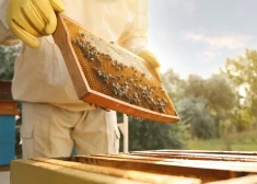 Пчелы становятся ближе к людям. Почему все чаще ульи появляются в Риге на крышах домов?
