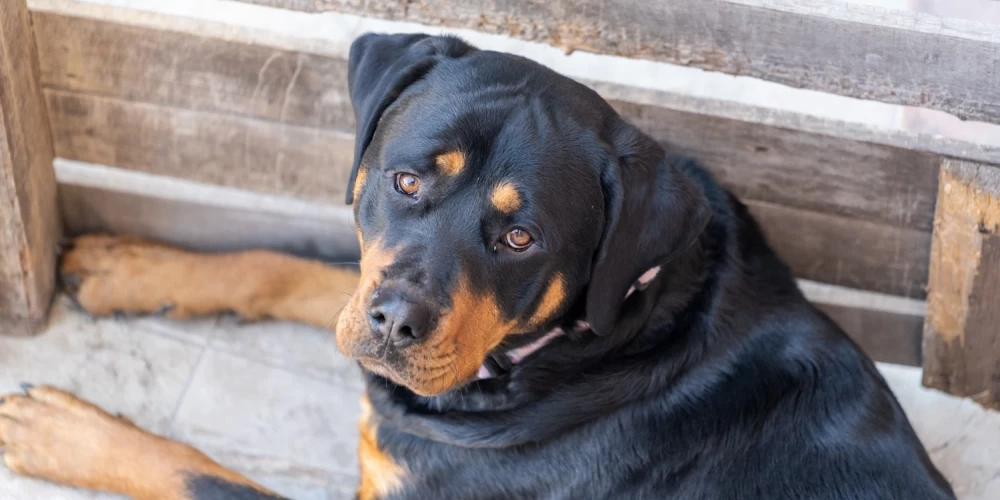 Соседка предложила рижанке усыпить ее собаку... на всякий случай