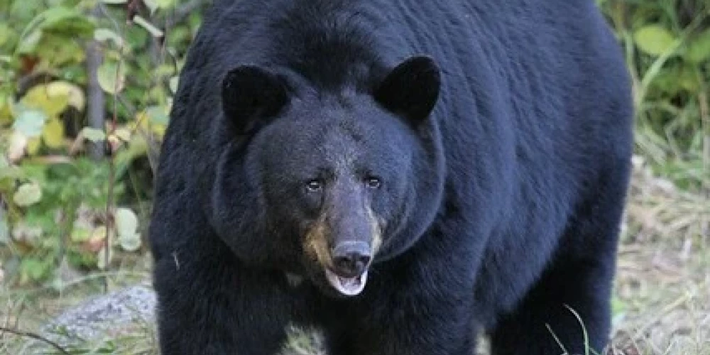 Melnais lācis (foto: Wikipedia)