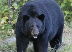 Pirmo reizi Kalifornijā melnais lācis nogalinājis cilvēku — turklāt pēc ielaušanās mājā mielojies ar upuri
