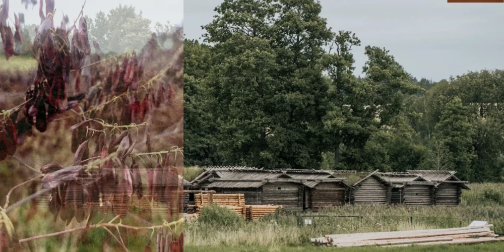 Āraišu ezerpils Arheoloģiskais parks.