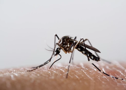 В Европе растет заболеваемость лихорадкой денге - ее принесли мигрирующие комары