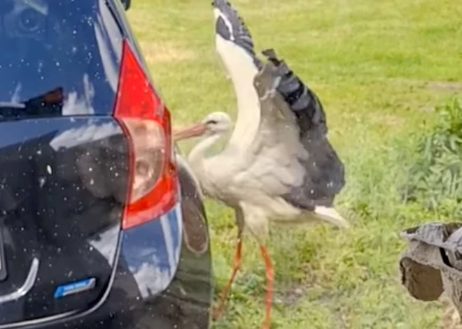 VIDEO: iedzīvotājus satrauc stārķis, kas nerūpējas par bērniem un meklē kašķi