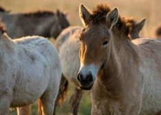 Kazahstānas stepē pēc gadsimtiem atgriežas Prževaļska zirgi