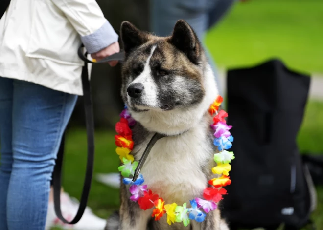 Suns Vērmanes dārzā "Riga Pride" gājiena laikā.