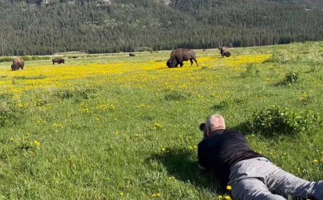 Jeloustonas parka apmeklētājs fotografē bizonus.