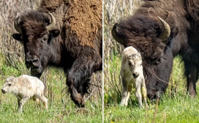 Balts bizona mazulis ar savu māti.