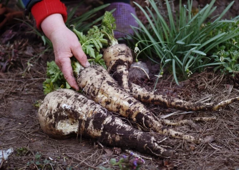 Kā savā dārzā izaudzēt retro dārzeni - atkal populāro sakņu pētersīli