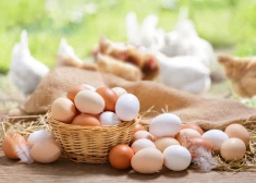 Labi apstākļi vistām nodrošina kvalitatīvākas olas, uzskata ražotāji un tirgotāji
