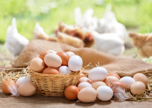 Labi apstākļi vistām nodrošina kvalitatīvākas olas, uzskata ražotāji un tirgotāji

