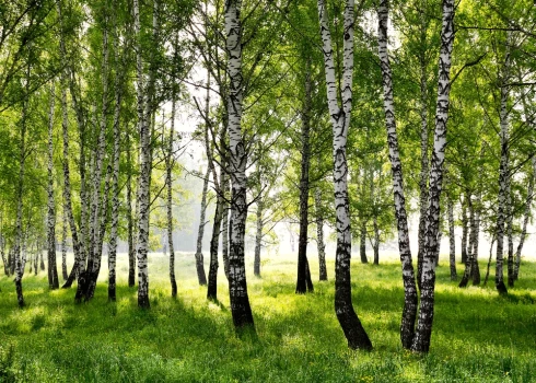 Ikviens Latvijas iedzīvotājs svētku sajūtas radīšanai bez maksas drīkst iegūt arī koku zarus viena kubikmetra apmērā neatkarīgi no koku sugas. Taču ir jāievēro daži nosacījumi.