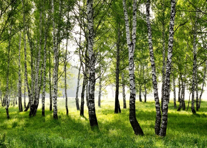 Jāņu tematikai atbilstošs noformējums – meijas! Vai tās drīkst cirst mežā?