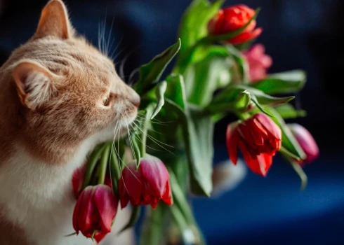 “Ziedi un istabas augi kaķiem ir ļoti bīstami!” Sieviete dalās ar sāpīgu stāstu par sava mīluļa zaudēšanu